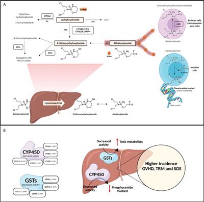 Association between gene polymorphisms in the cyclophosphamide metabolism pathway with complications after haploidentical hematopoietic stem cell transplantation